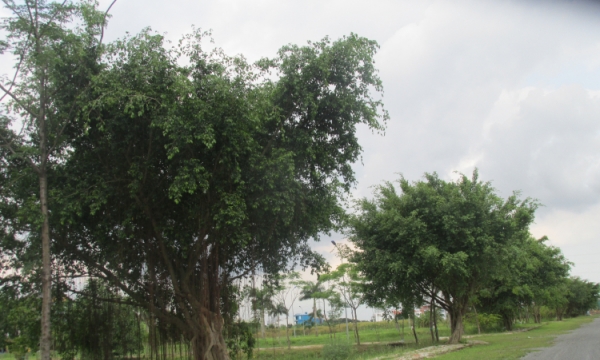 TP.HCM: Điều chỉnh giá đất bồi thường khu E thuộc Khu đô thị Nam Sài Gòn